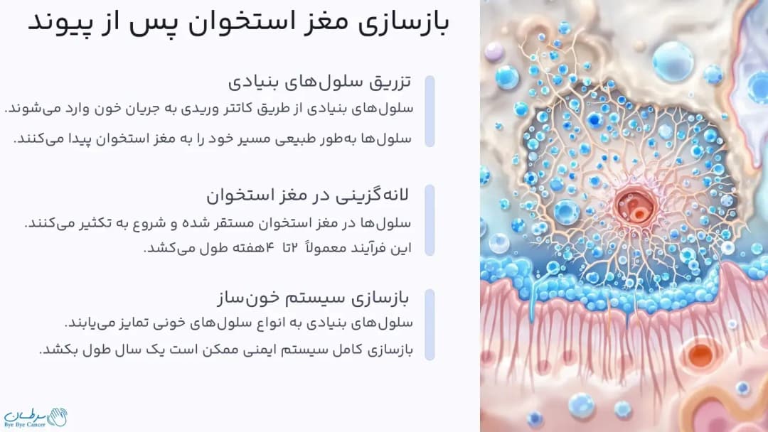 Bone-marrow-regeneration-after-transplantation-1.webp