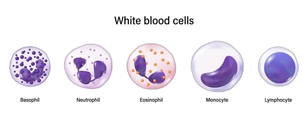 all-blood-cancer.1.webp