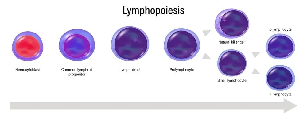 all-blood-cancer.webp