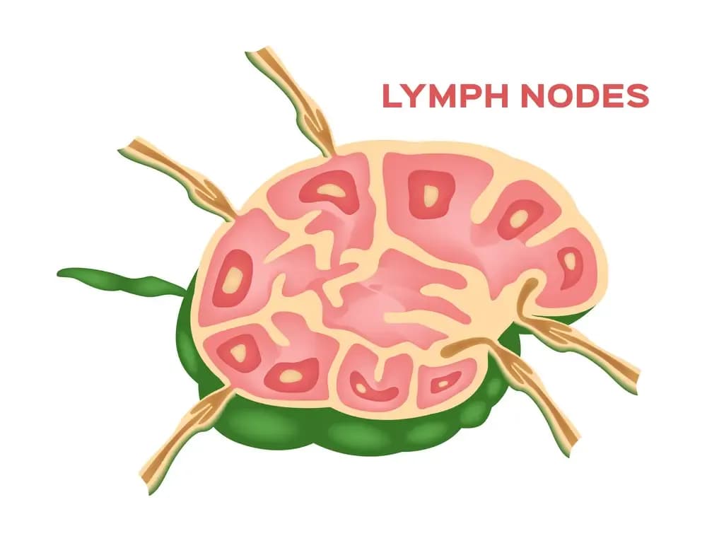 biopsy-of-lymph-nodes.webp