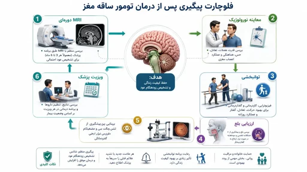 brainstem.1-1024x576.webp