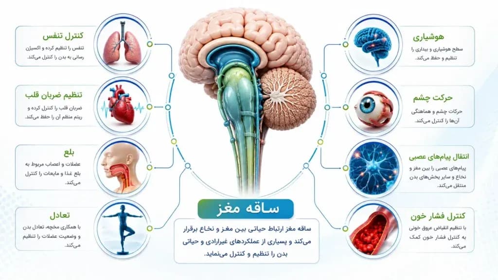 brainstem.10-1024x576.webp