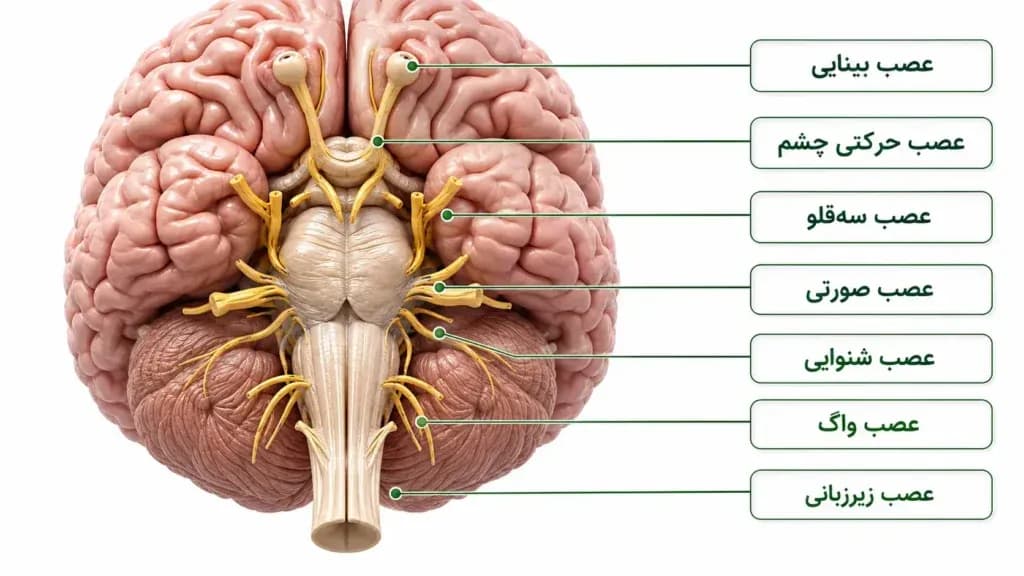 brainstem.9-1024x576.webp