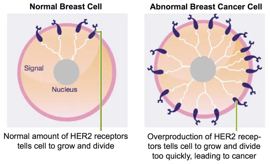 breast-cancer-screening-1-1024x625.webp
