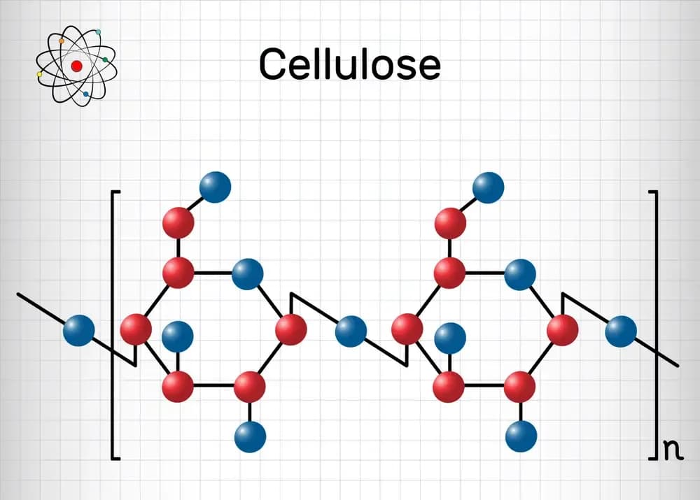 cellulose-products-and-cancer.11.webp