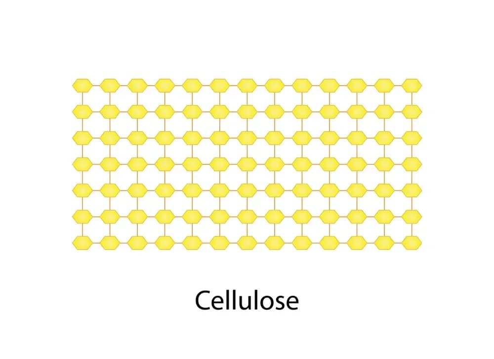cellulose-products.2.webp