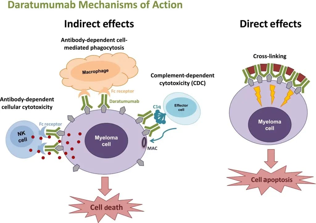 daratumumab-1024x724.webp