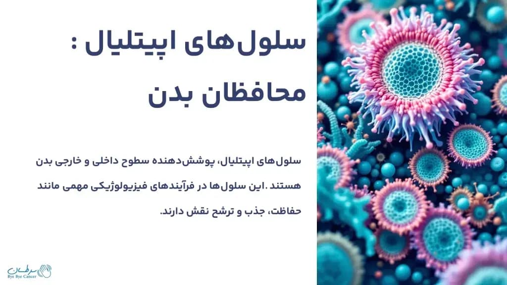 epithelial-cells.1-1024x576.webp