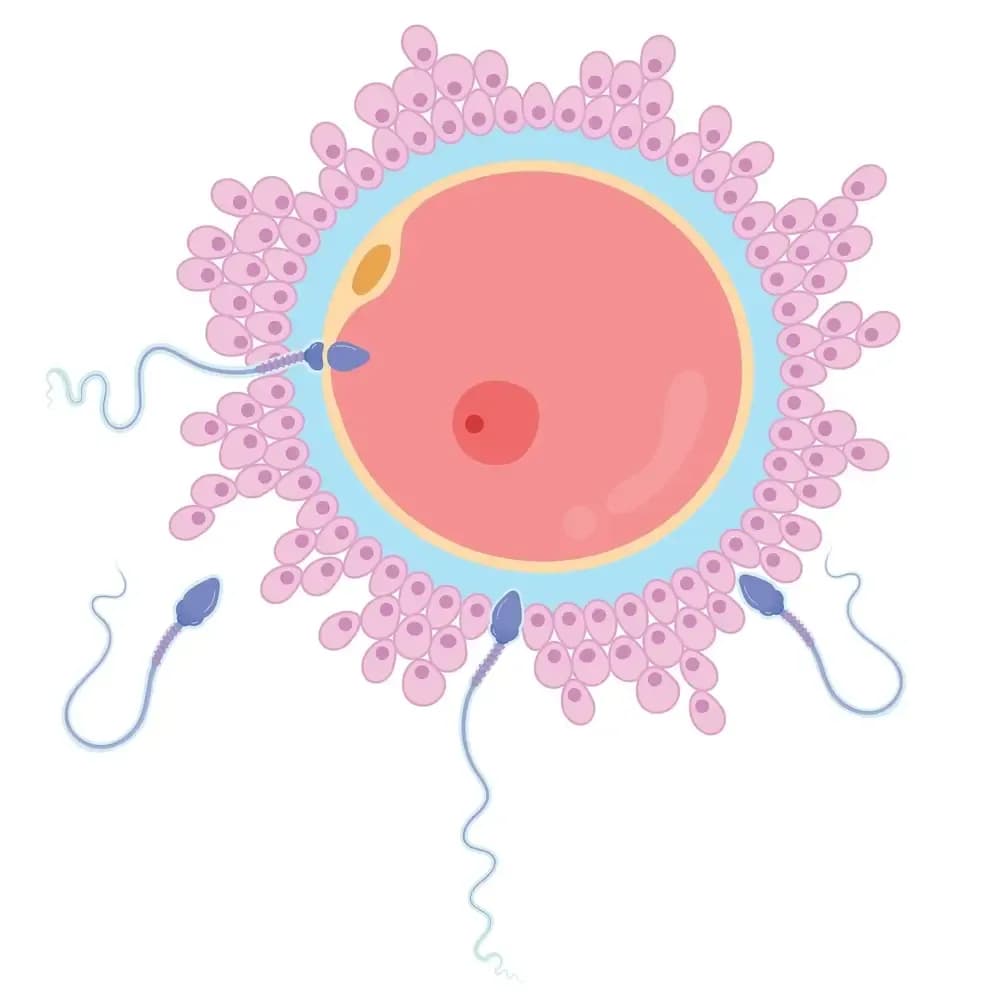 fertility-after-cancer.webp