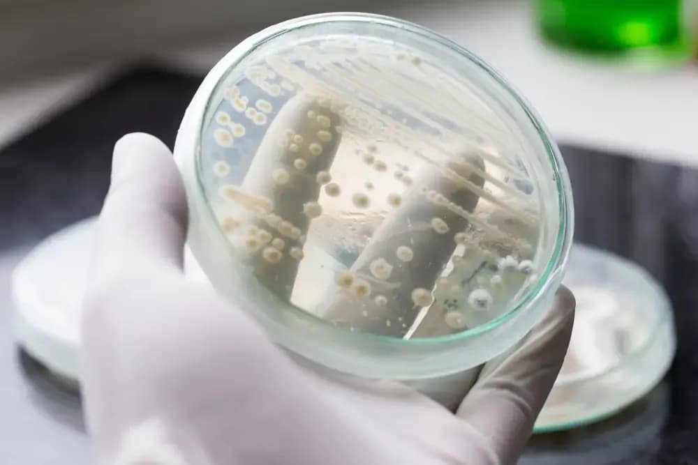 fungal-breast-infections-and-breast-cancer.1.webp