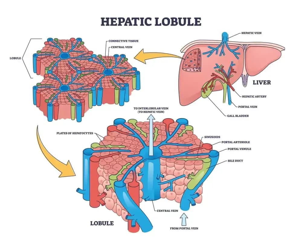 liver-cancer-and-hepatitis-virus.2.webp