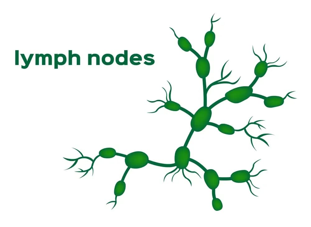 lymph-node-biopsy.1.webp