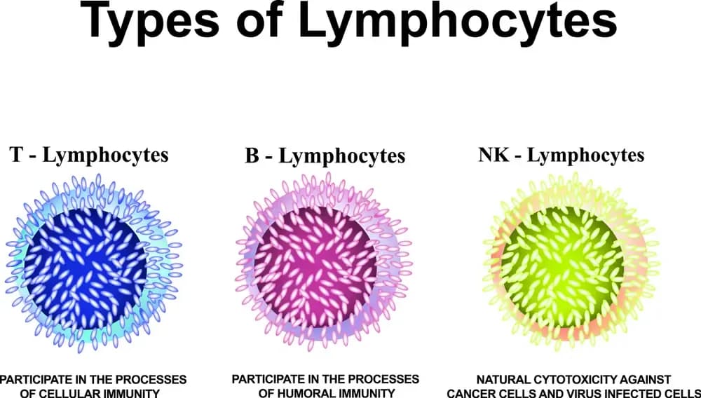 lymphoblastic.webp