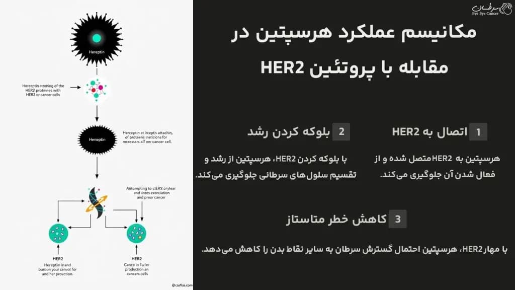 mechanism-of-action-of-Herceptin-1024x576.webp