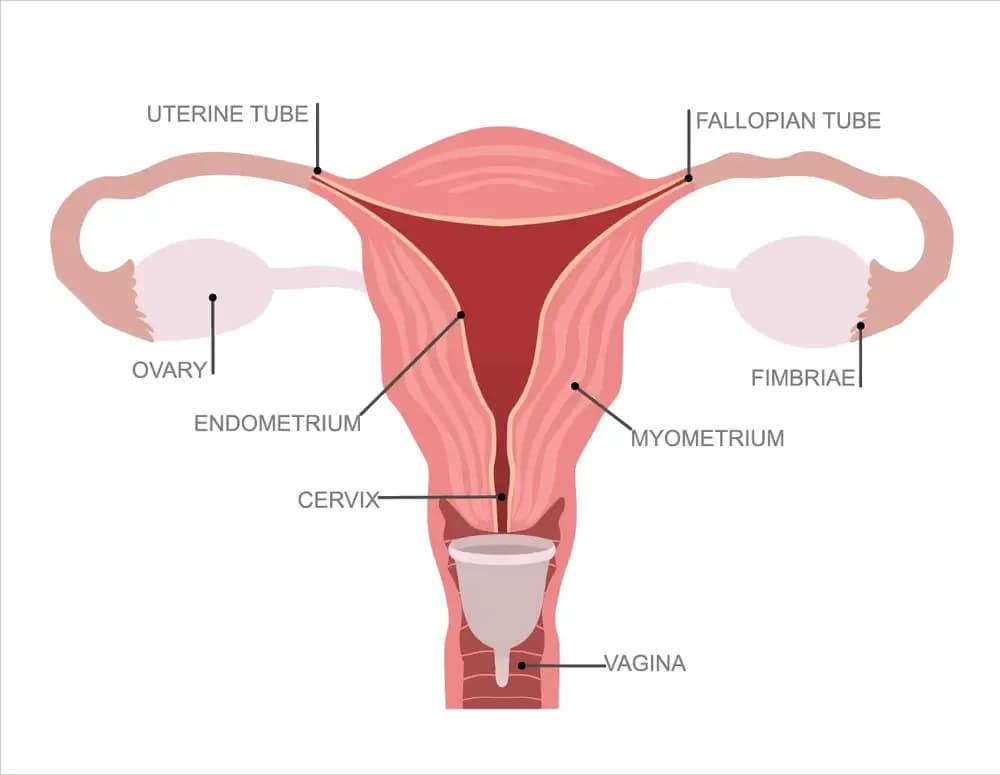 menstrual-cup-and-cancer.1.webp