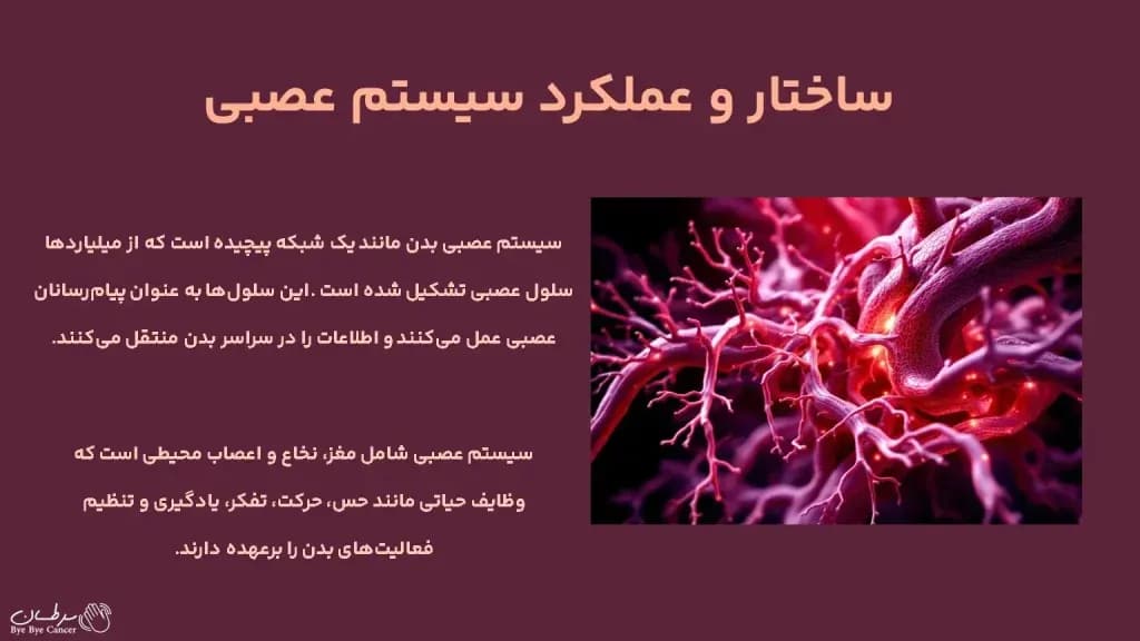 neurology.3-1024x576.webp