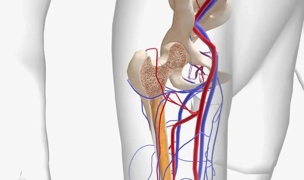 plasma-cells.1.webp