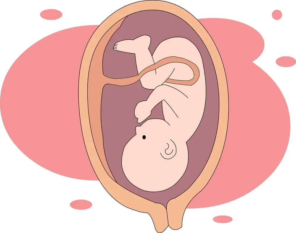 transfer-of-cancer-from-pregnant-mother-to-fetus.webp