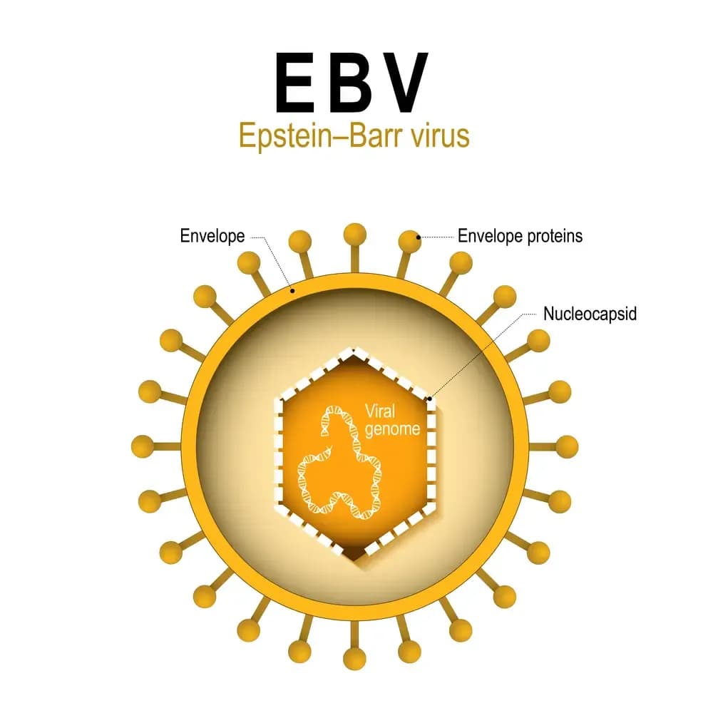 virus-and-cancer.1.webp
