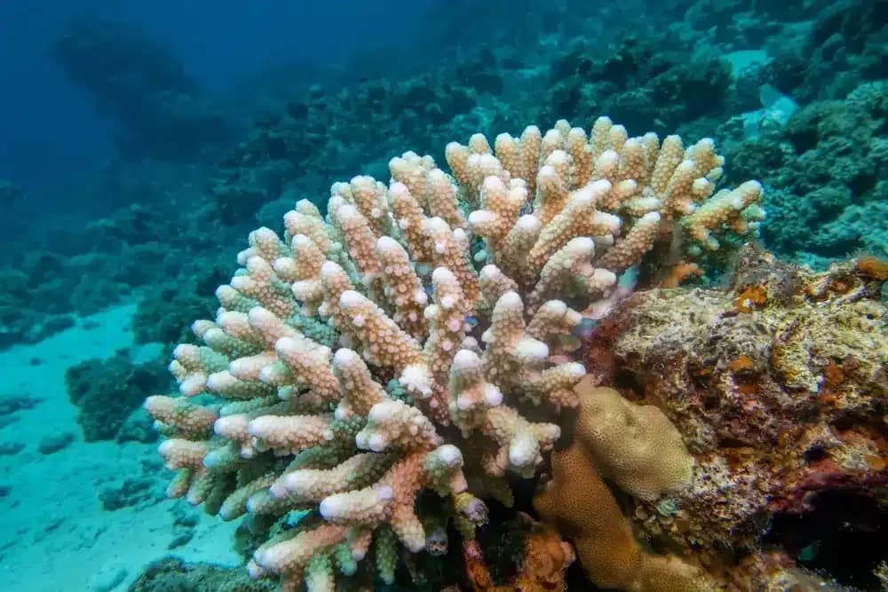 Coral.webp