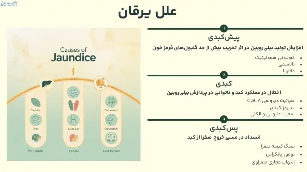 Jaundice.1-1024x576.webp