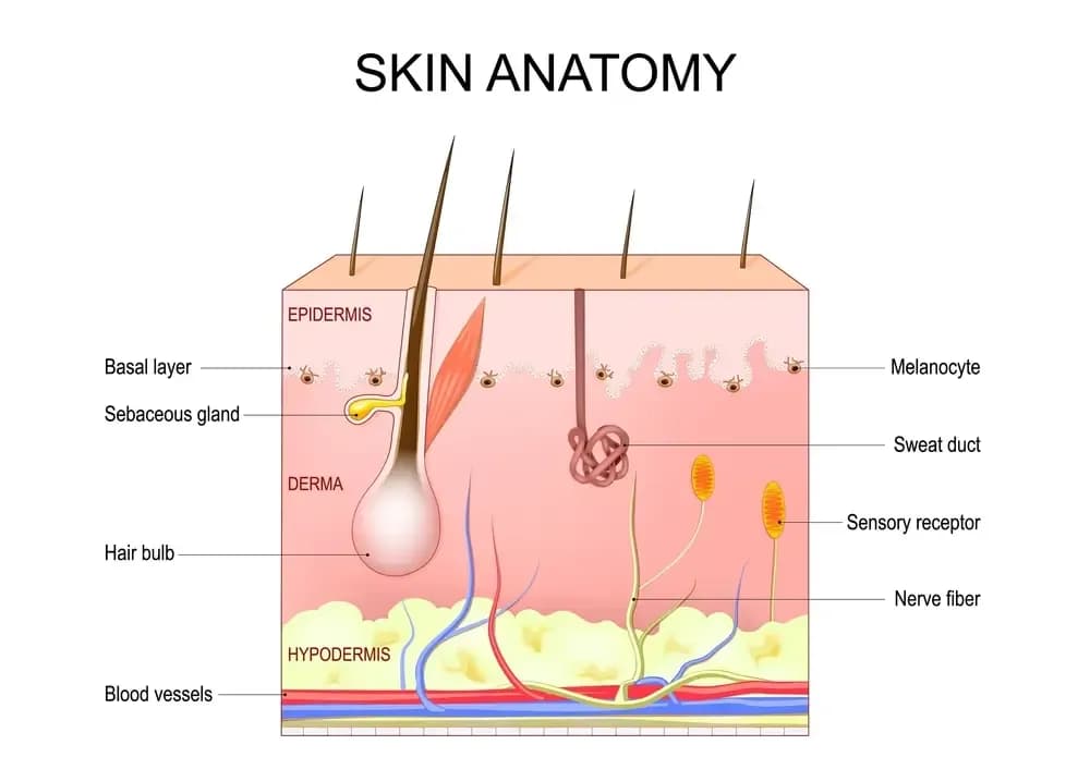 cancer-and-acne.2.webp