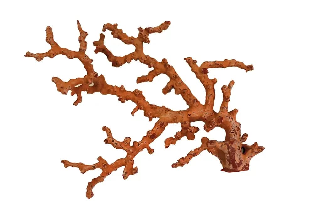 cancer-treatment-with-natural-ingredients.1.webp
