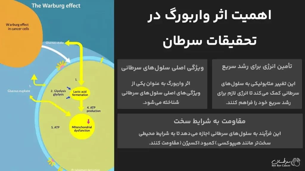 warburg-effect.3-1024x576.webp