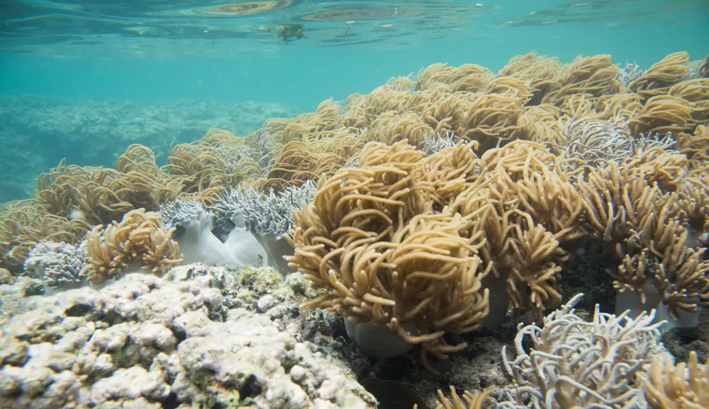 مرجان دریایی در درمان سرطان