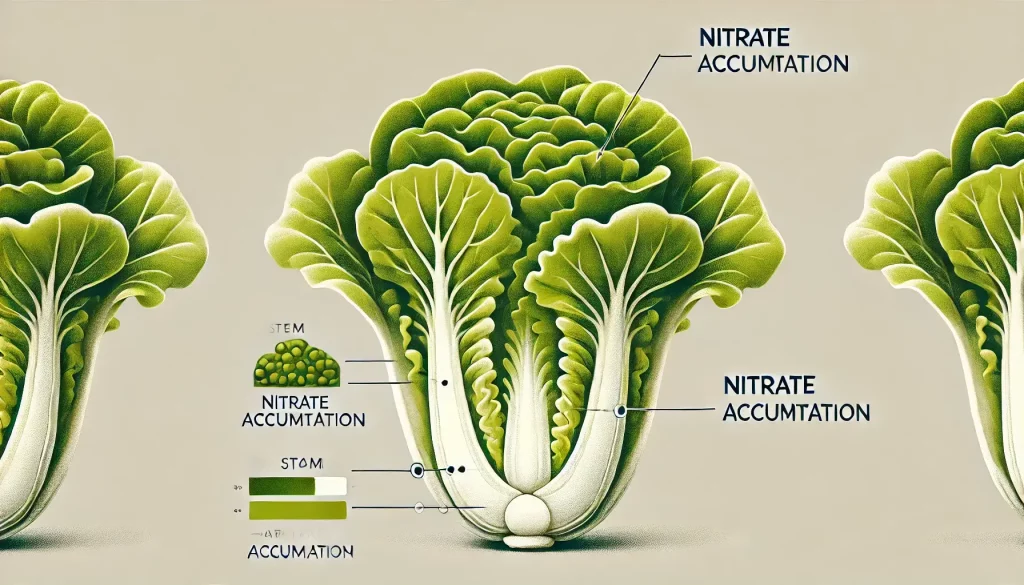 آیا مغز کاهو سرطان زاست