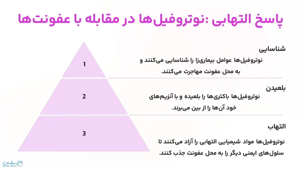 پاسخ التهابی: نوتروفیل‌ها در مقابله با عفونت‌ها